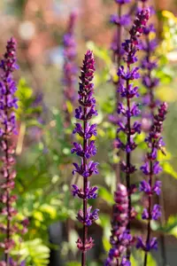 Salvia nem. 'Caradonna' - PLUG/CELGROWN 100 CEL TRAY - image 5