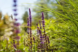 Salvia nem. 'Caradonna'