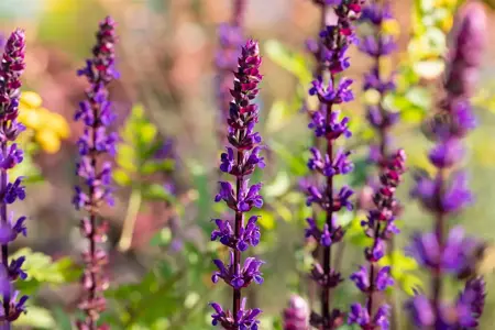 Salvia nem. 'Caradonna' - 2 Ltr pot - image 4