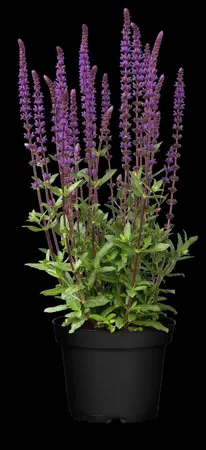 Salvia nem. 'Caradonna' - 2 Ltr pot - image 2