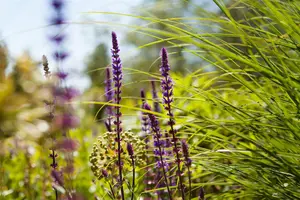 Salvia nem. 'Caradonna Compact Blue' - P9 - image 5