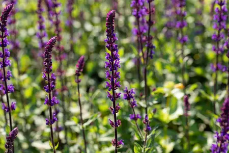 Salvia nem. 'Caradonna Compact Blue' - P9 - image 5