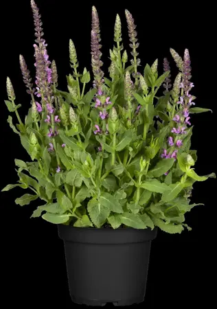 Salvia nem. 'Sensation Deep Rose' - 2 Ltr pot