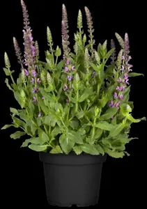 Salvia nem. 'Sensation Deep Rose'