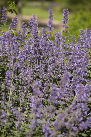 Salvia nem. 'Sensation Medium White' - 2 Ltr pot - image 4