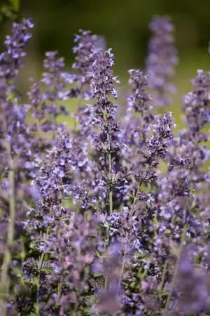 Salvia nem. 'Sensation Medium White' - 2 Ltr pot - image 5