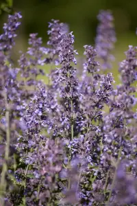 Salvia nem. 'Sensation Medium White' - 2 Ltr pot - image 5