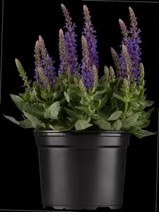 Salvia nem. 'Sensation Medium White' - 2 Ltr pot - image 2