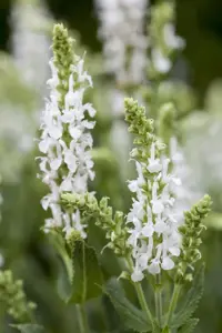 Salvia nem. 'Sensation White'