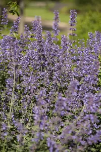 Salvia nemorosa - P13 - image 2