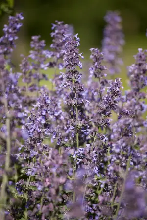Salvia nemorosa - P13 - image 3