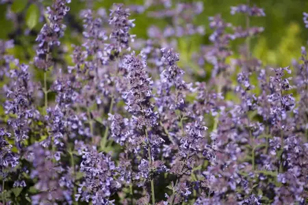 Salvia nemorosa - P13 - image 4