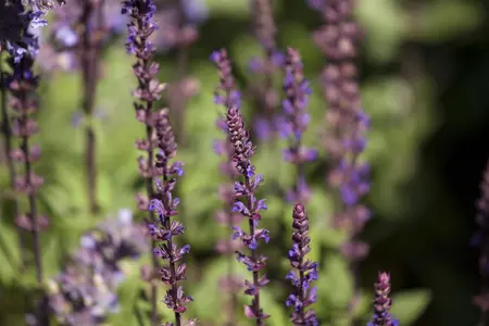 Salvia nemorosa - P13 - image 5