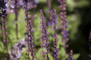 Salvia nemorosa - P13 - image 5