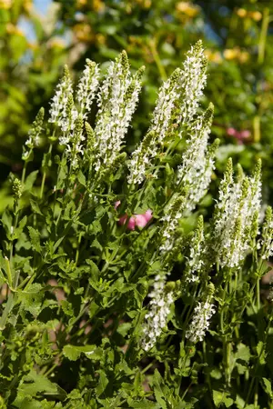 Salvia nemorosa 'Adrian' - P9 - image 1