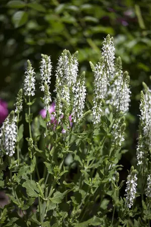 Salvia nemorosa 'Adrian' - P9 - image 3