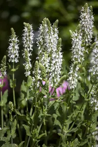 Salvia nemorosa 'Adrian' - P9 - image 4