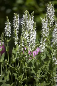 Salvia nemorosa 'Adrian' - PLUG/CELGROWN 100 CEL TRAY - image 4