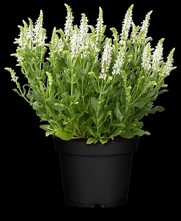 Salvia nemorosa 'Adrian' - P9 - image 5