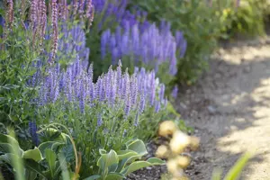Salvia nemorosa 'Amethyst' - 2 Ltr pot