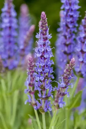 Salvia nemorosa 'Blauh?gel' - P9 - image 2