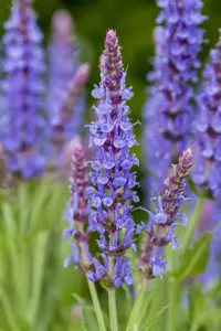 Salvia nemorosa 'Blauh?gel' - P9 - image 2