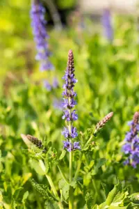 Salvia nemorosa 'Blauh?gel' - P9 - image 4