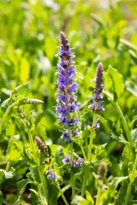 Salvia nemorosa 'Blauh?gel' - P9 - image 5
