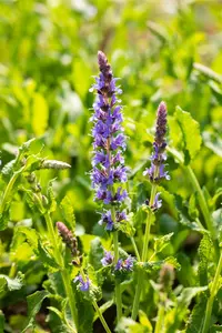 Salvia nemorosa 'Blauh?gel' - 2 Ltr pot - image 5