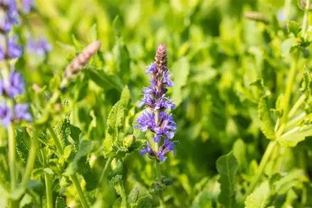 Salvia nemorosa 'Blauh?gel' - P9 - image 3