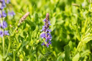 Salvia nemorosa 'Blauh?gel' - P9 - image 3
