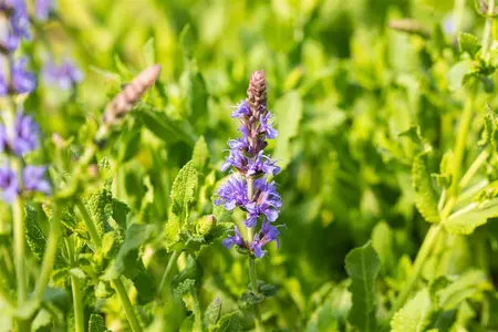 Salvia nemorosa 'Blauh?gel' - 2 Ltr pot - image 3