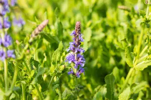 Salvia nemorosa 'Blauh?gel' - PLUG/CELGROWN 100 CEL TRAY - image 2