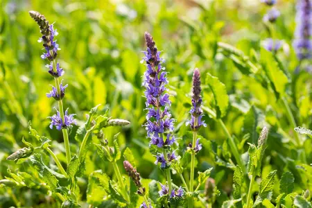 Salvia nemorosa 'Blauh?gel' - PLUG/CELGROWN 100 CEL TRAY - image 5