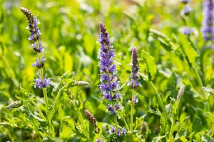 Salvia nemorosa 'Blauh?gel' - PLUG/CELGROWN 100 CEL TRAY - image 5