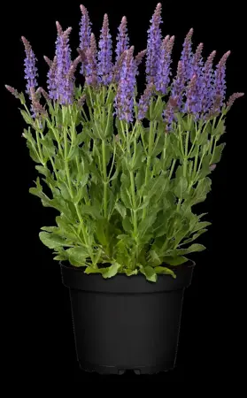 Salvia nemorosa 'Blauh?gel' - P9 - image 1