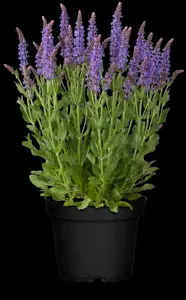 Salvia nemorosa 'Blauh?gel'