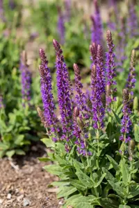 Salvia nemorosa 'Blauk?nigin'