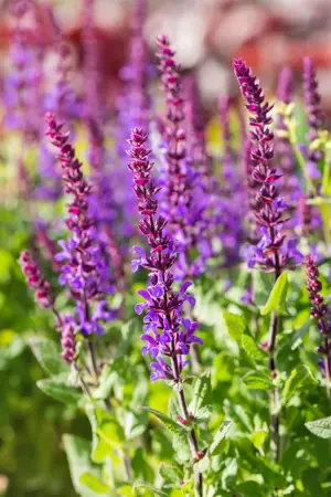 Salvia nemorosa 'Blauk?nigin' - P9 - image 2
