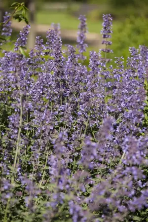 Salvia nemorosa 'Blue Queen' - P11 - image 4