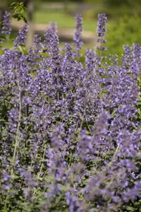 Salvia nemorosa 'Blue Queen' - P11 - image 4