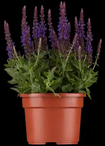 Salvia nemorosa 'Blue Queen' - P11 - image 1