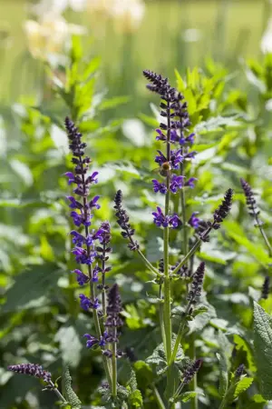 Salvia nemorosa 'Mainacht' - 1.5 Ltr pot - image 3