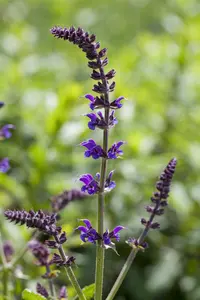 Salvia nemorosa 'Mainacht' - PLUG/CELGROWN 100 CEL TRAY - image 2