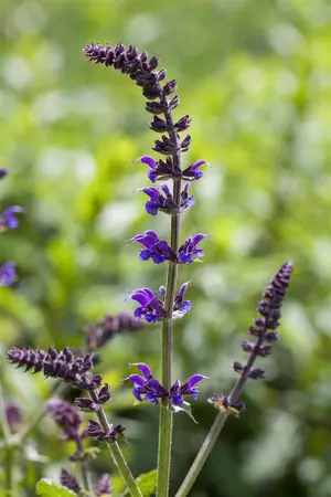 Salvia nemorosa 'Mainacht' - 3 Ltr pot - image 2