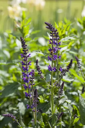 Salvia nemorosa 'Mainacht' - 3 Ltr pot - image 3