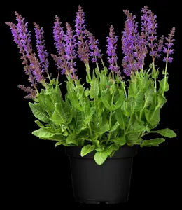 Salvia nemorosa 'Mainacht' - 1.5 Ltr pot - image 4