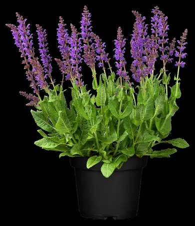 Salvia nemorosa 'Mainacht' - PLUG/CELGROWN 100 CEL TRAY - image 4
