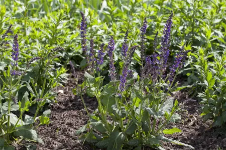 Salvia nemorosa 'Mainacht' - PLUG/CELGROWN 100 CEL TRAY - image 1