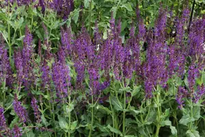Salvia nemorosa 'Mainacht' - 1.5 Ltr pot - image 5